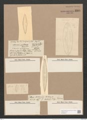 Scoliopleura antillarum (Cleve et Gr.) Pell. (de-Toni-Nr.: Genus 14, Species 1115) Zeichnungen Sammlung Grunow Nr. 2201 (NHMW-BOT-W0369279)